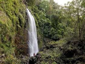 Dorrigo