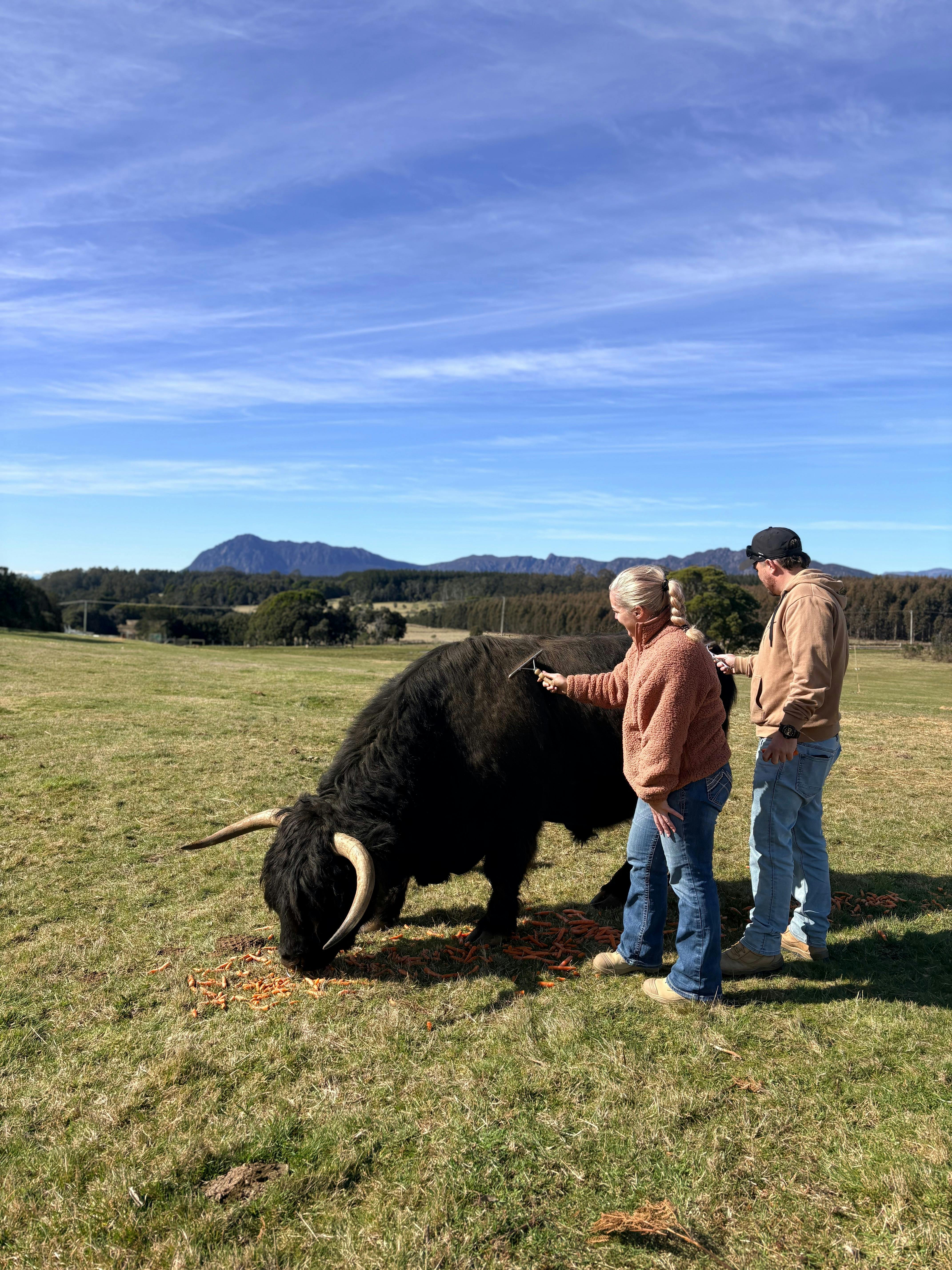 Cradle Mountain Highlands (Highland Cow Experiences)