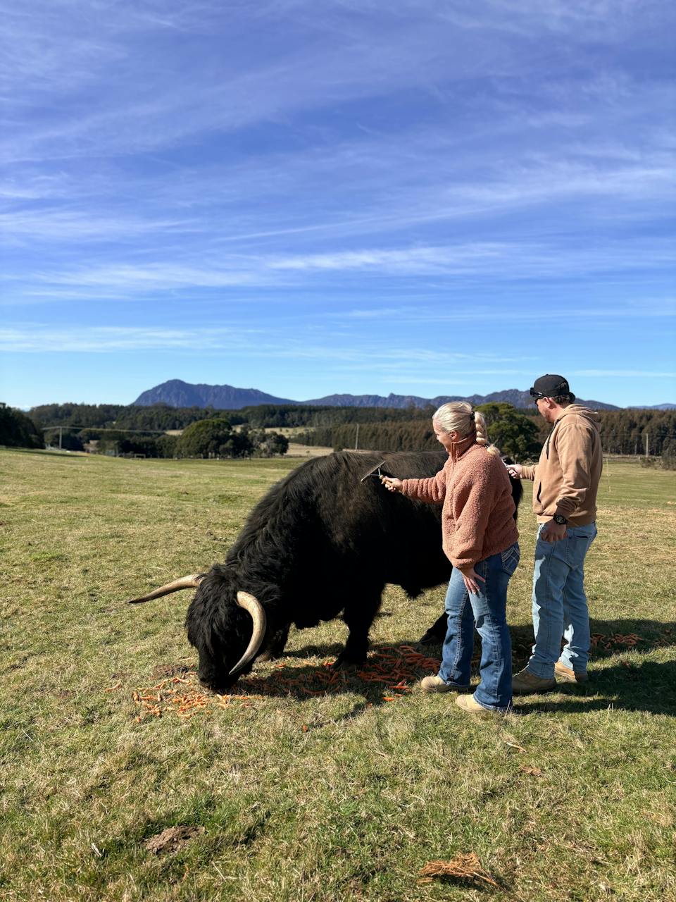 Cradle Mountain Highlands (Highland Cow Experiences) photo