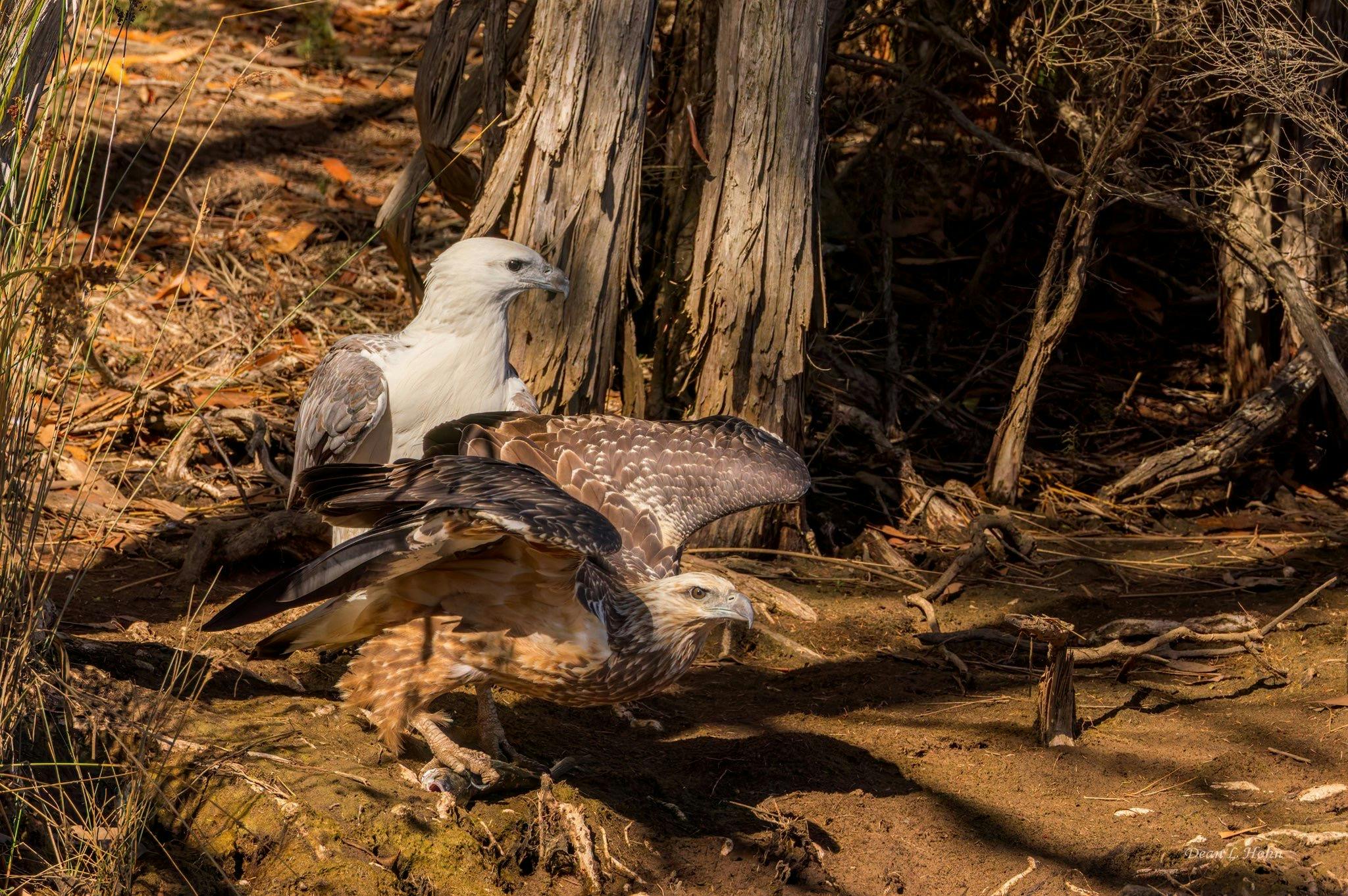 Sea eagle feeding young
