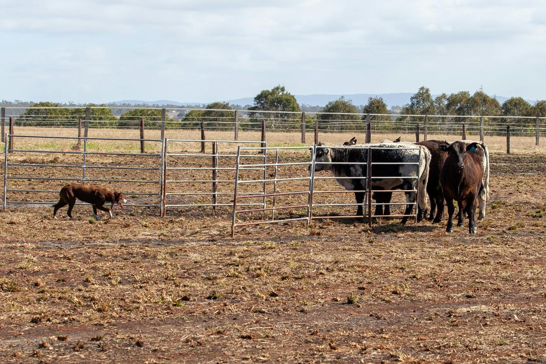 Scenic Rim Farming Expo