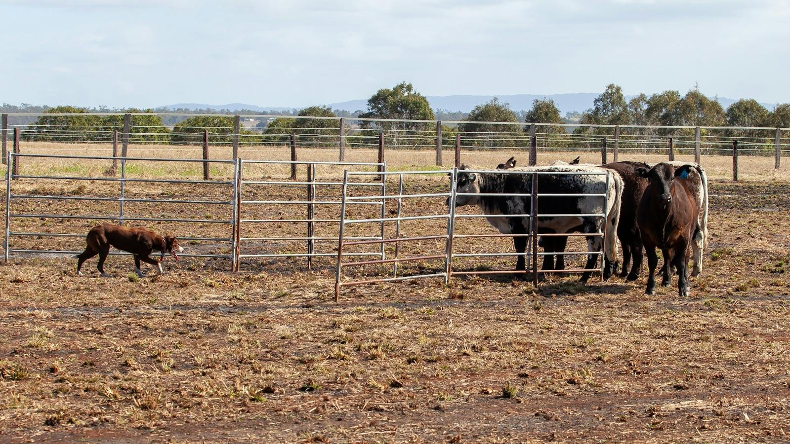 Scenic Rim Native Beef Scenic Rim Farming Expo
