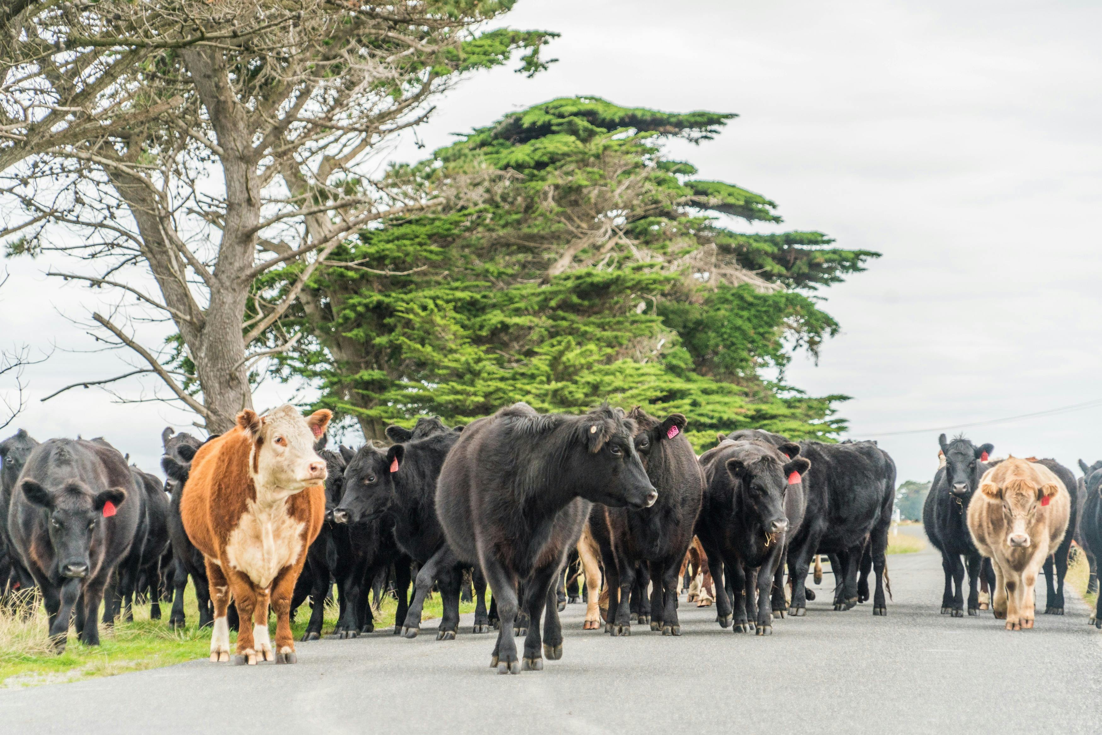 King Island Visitor Information Centre