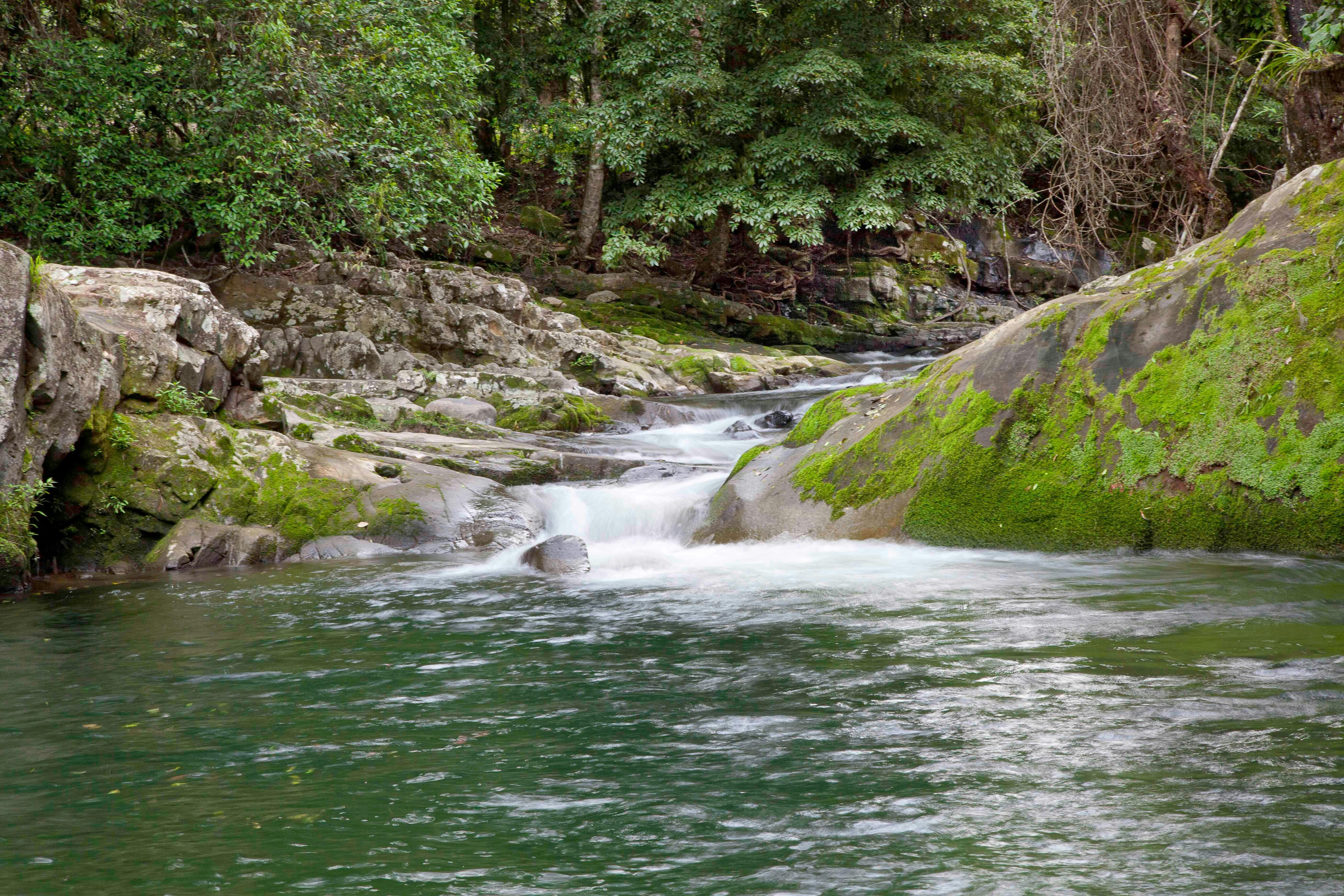 Chichester State Forest - Allyn River