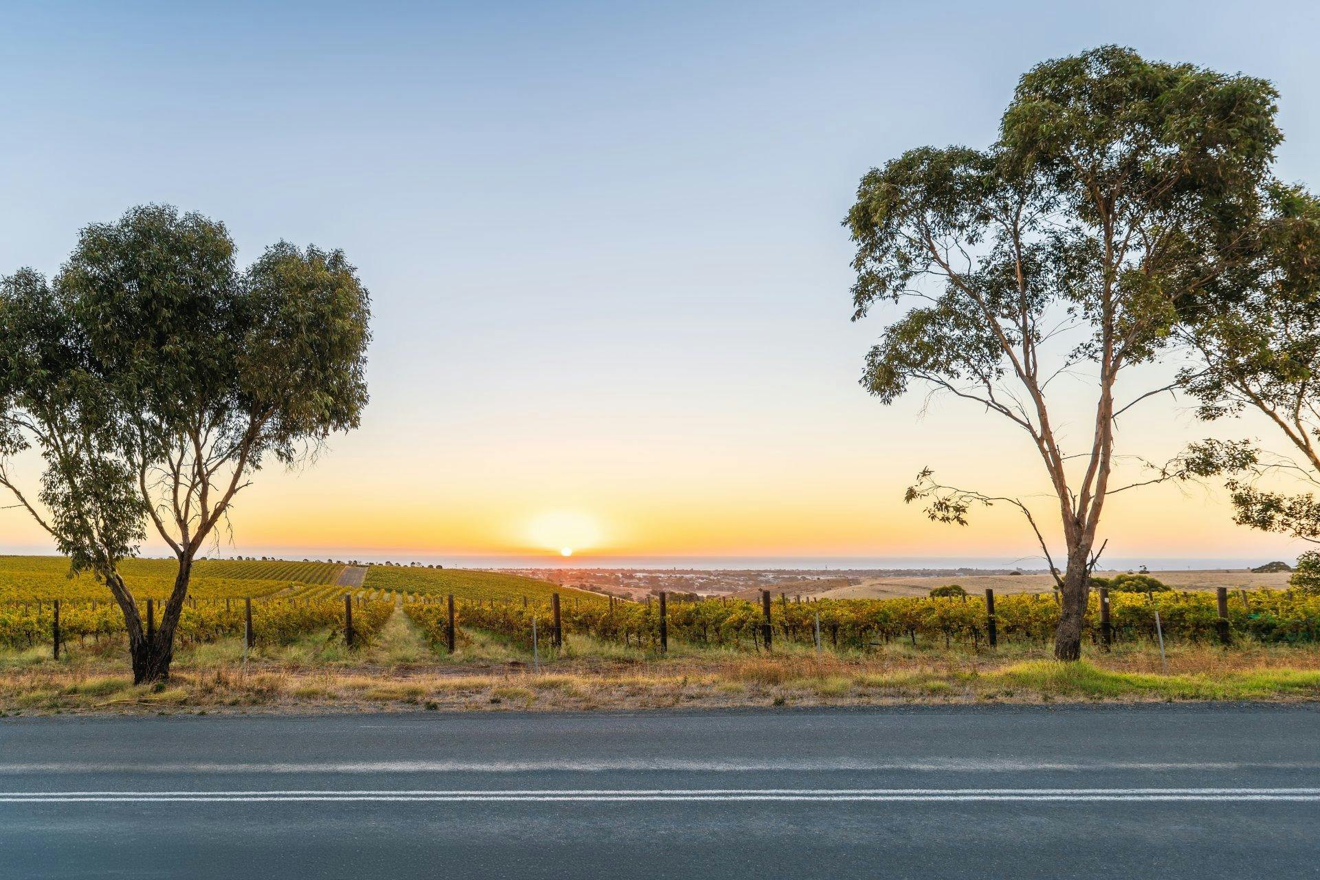 McLaren Vale vineyard sunset