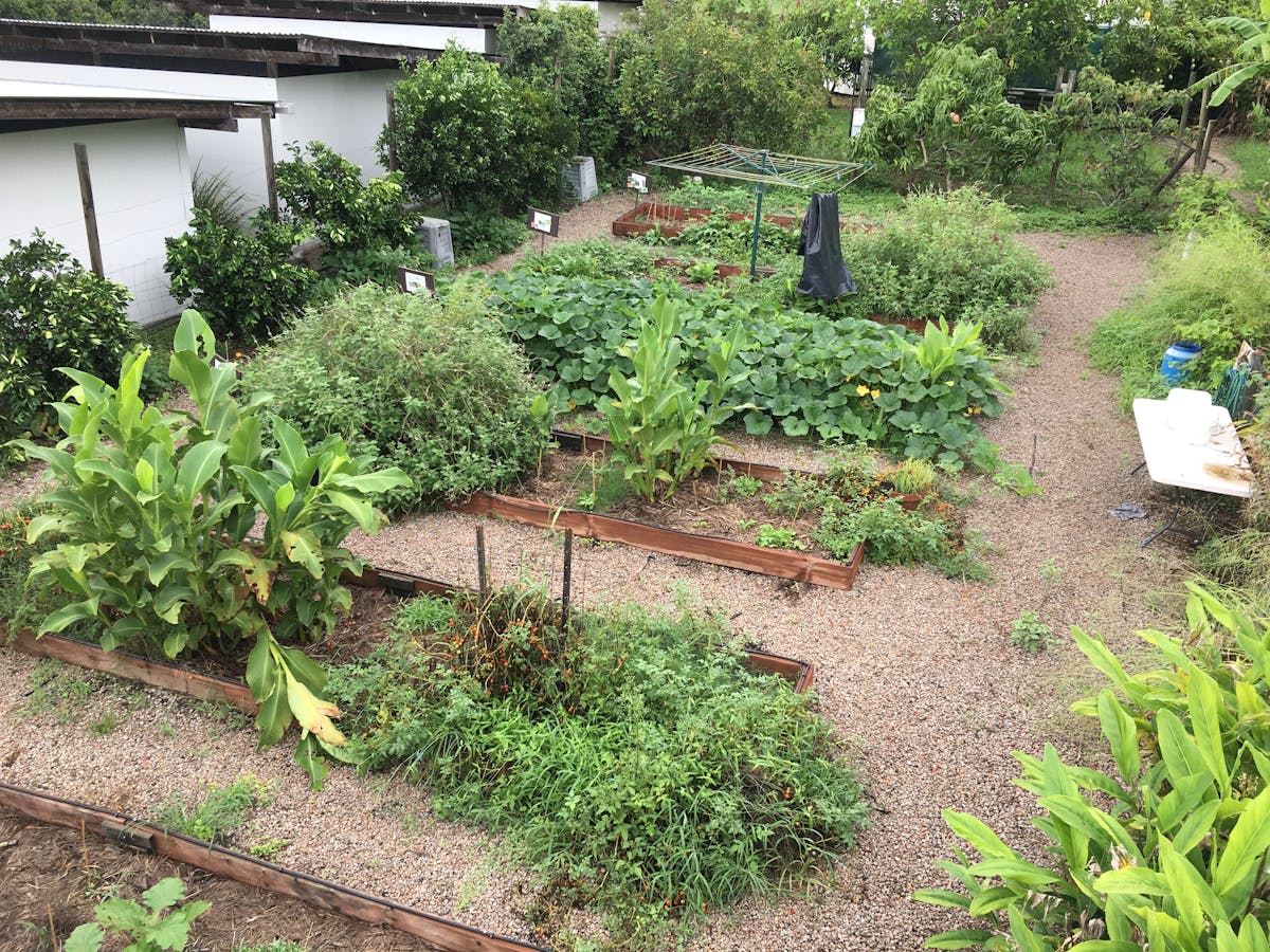 Lush green vegetable garden designed in a permaculture philosophy