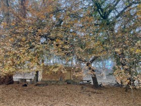 Bundaleer Forest trail