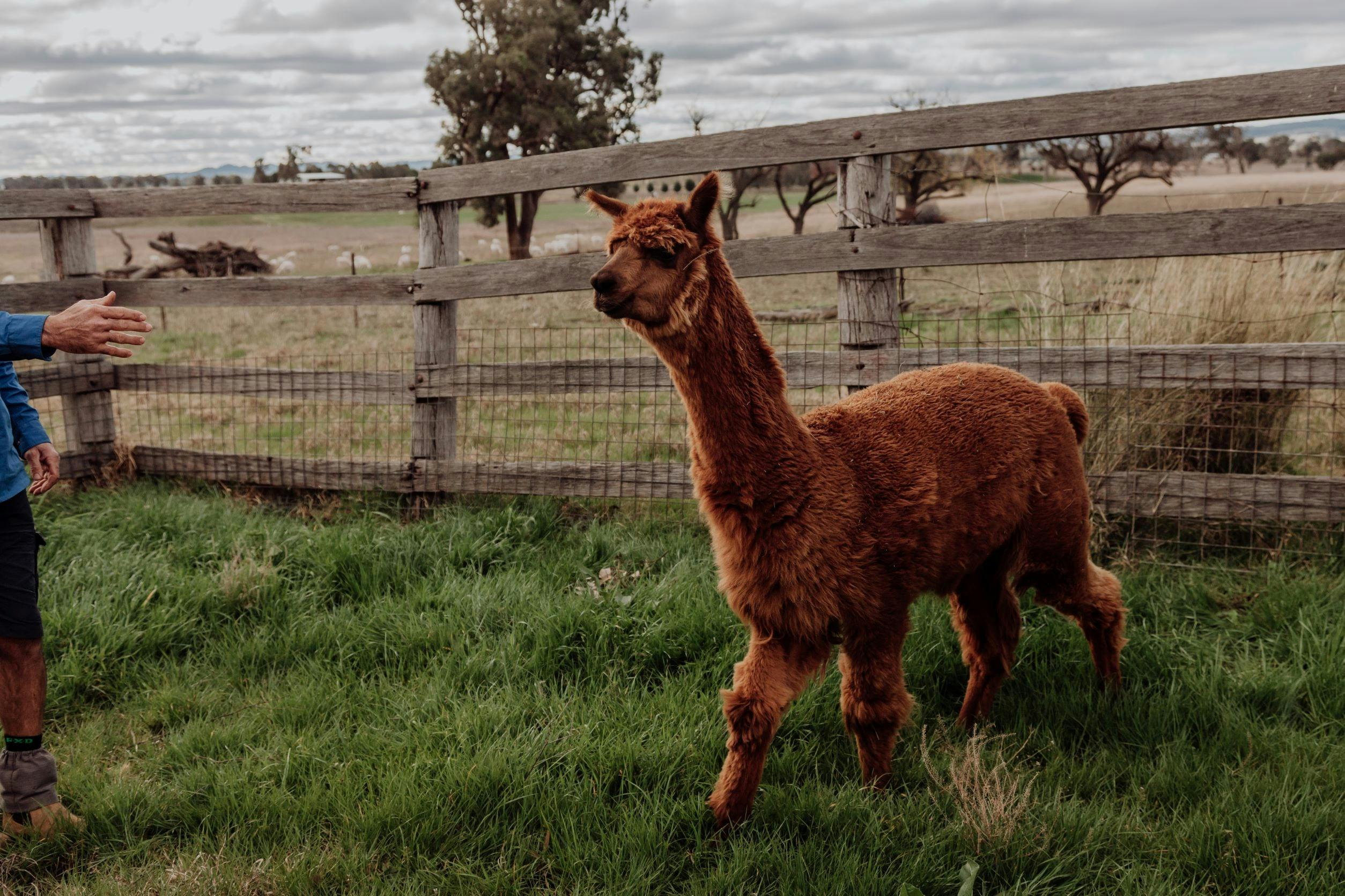 Alpaca