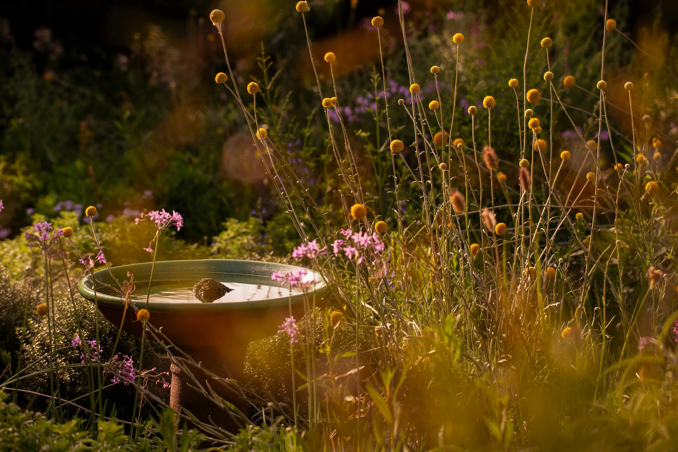 Open Gardens Victoria - Bent Street Garden, bird bath