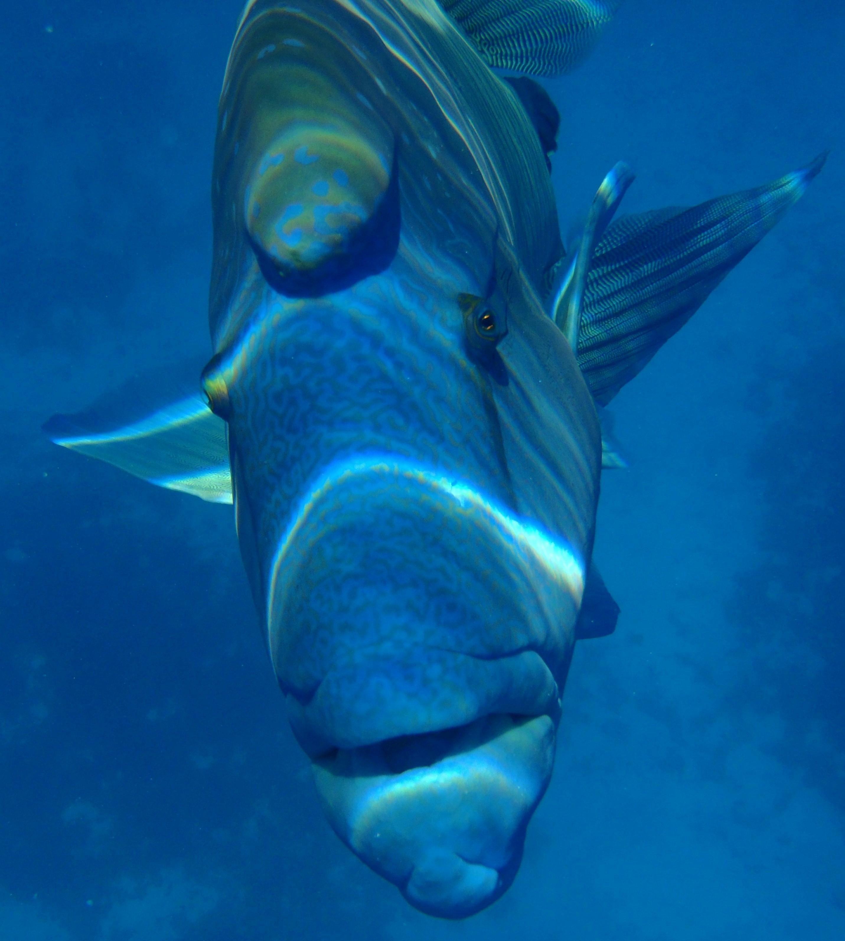 Albert the friendly Maori Wrasse in Manta Ray Bay