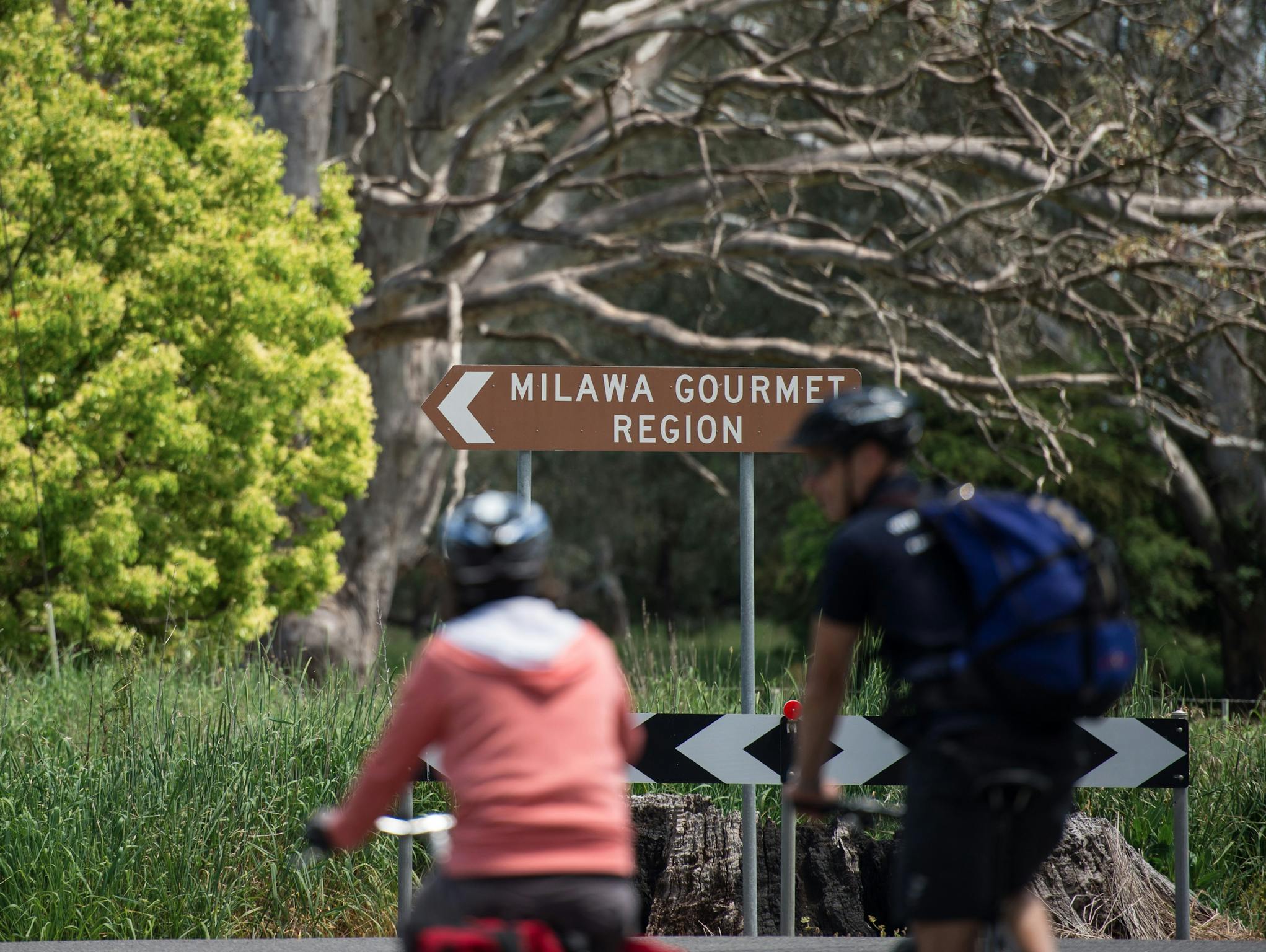 Cycling to lunch in Milawa North East Victoria