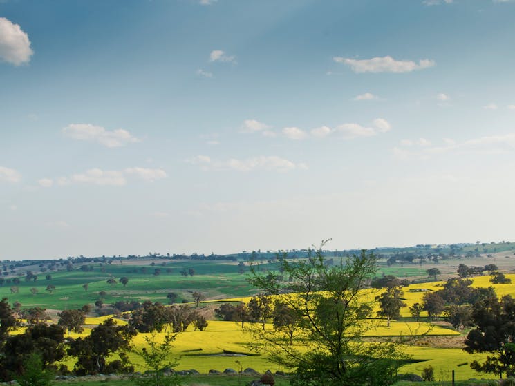 Brilliant yellow canola adorns the landscape of the Hilltops Region in spring