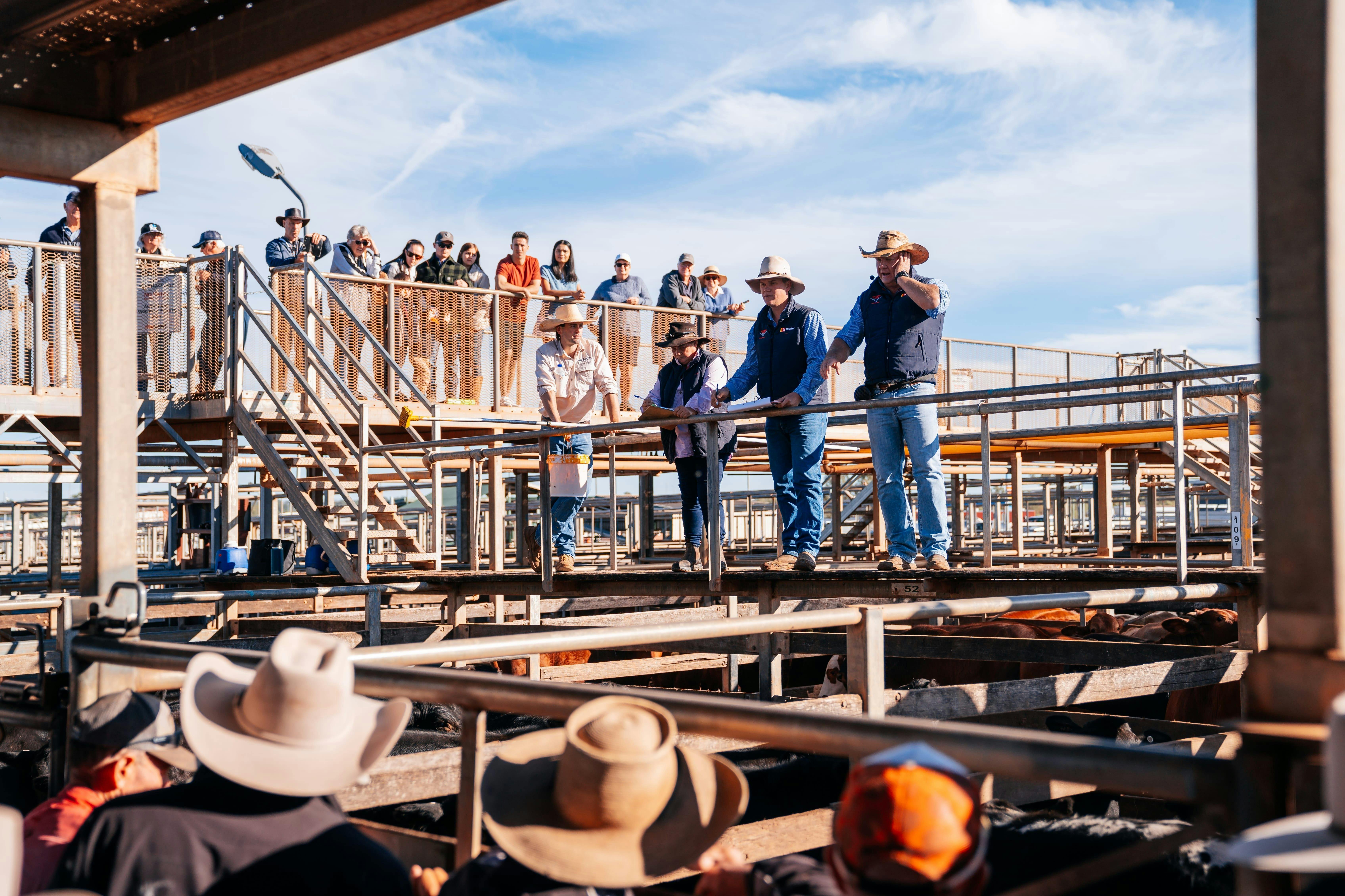 A small group of auctioneers stands on a bridge above cattle. Onlookers watch on.