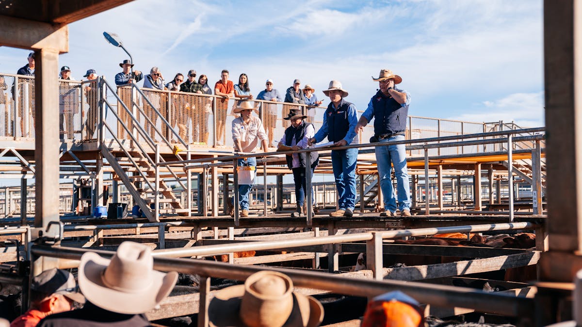 A small group of auctioneers stands on a bridge above cattle. Onlookers watch on.