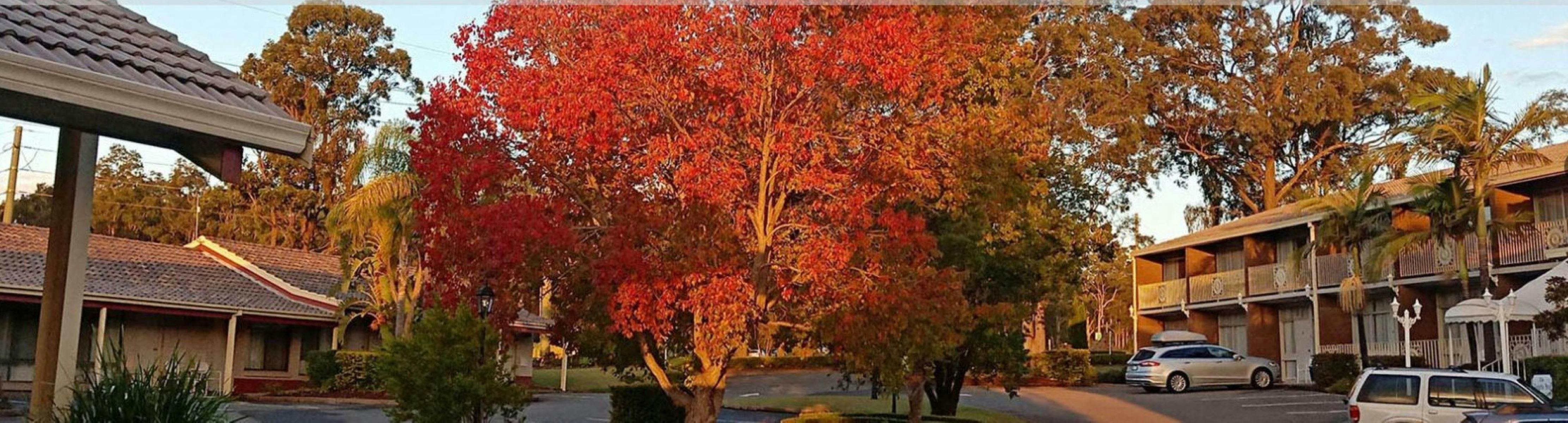 Autumn foliage and small trees