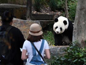 Adelaide Zoo Panda and Friends Giant Panda
