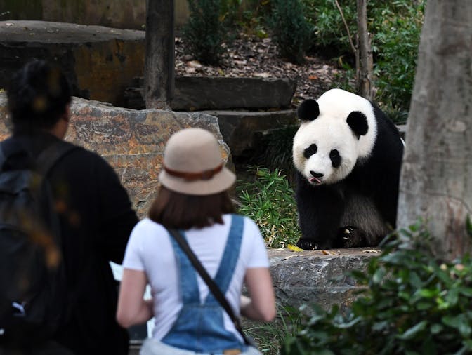 Panda and Friends Tour at Adelaide Zoo