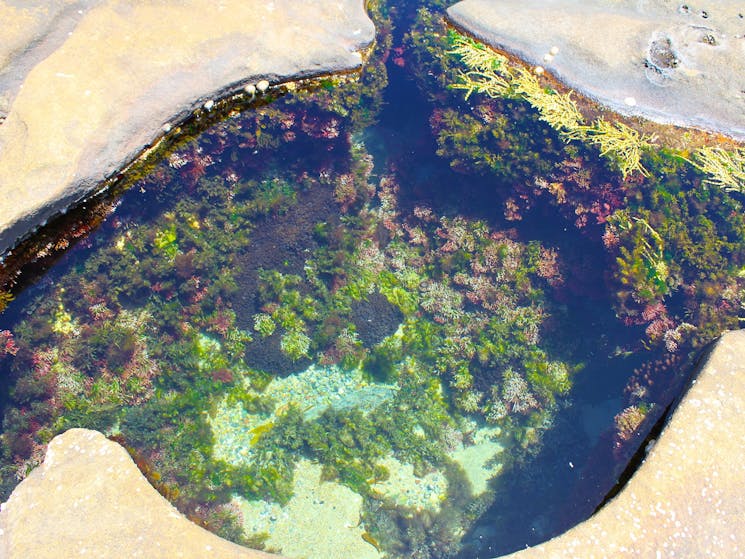 An entire ecosystem in a single rock pool. Little Shelley Beach.