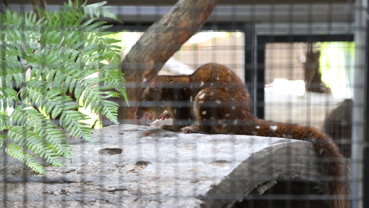 Alexandra Park, Playground and Zoo - Quoll