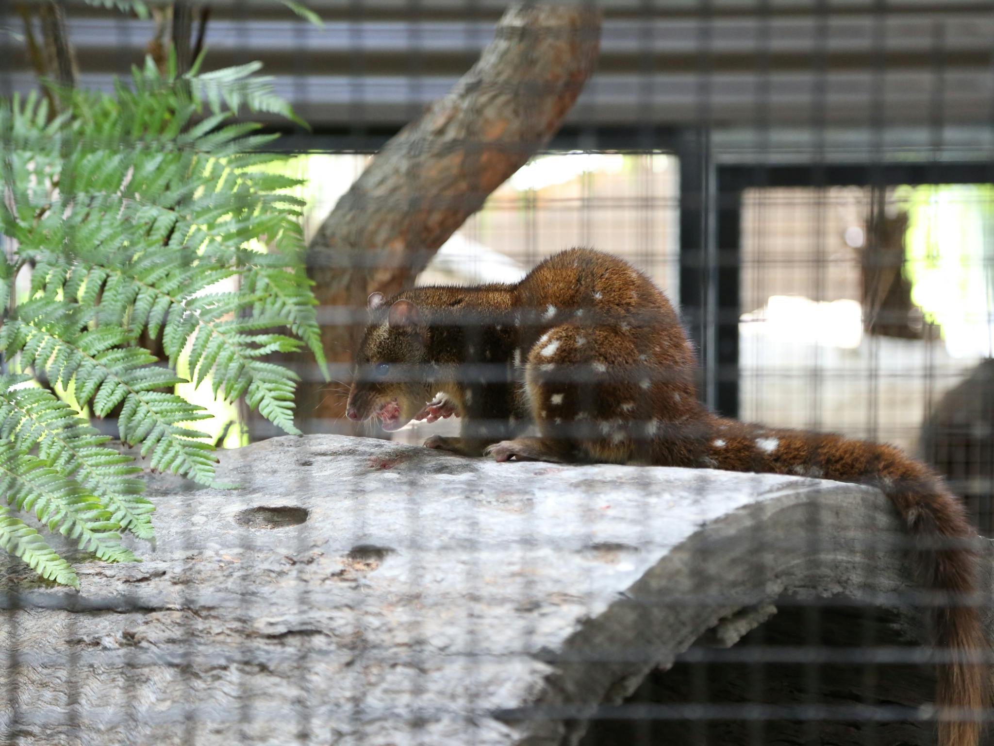 Alexandra Park, Playground and Zoo - Quoll Alexandra Park, Playground and Zoo - Quoll