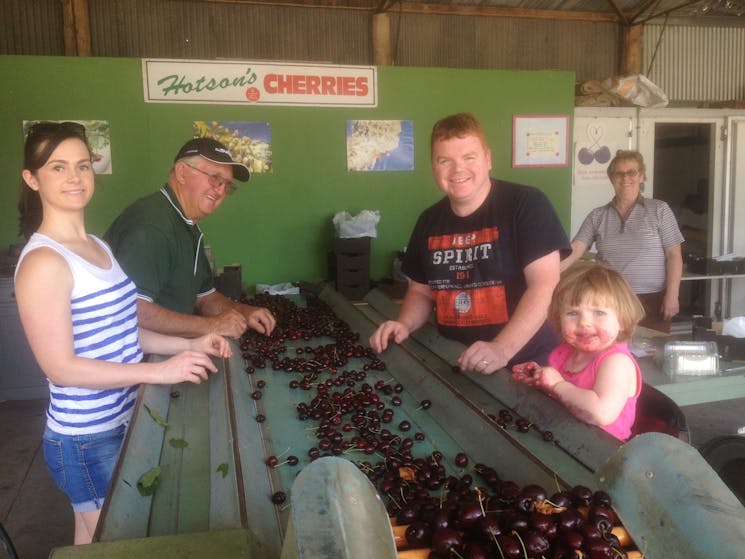 Family in the packing shed on the grading belt. Granddaughter as you can see loves cherries!