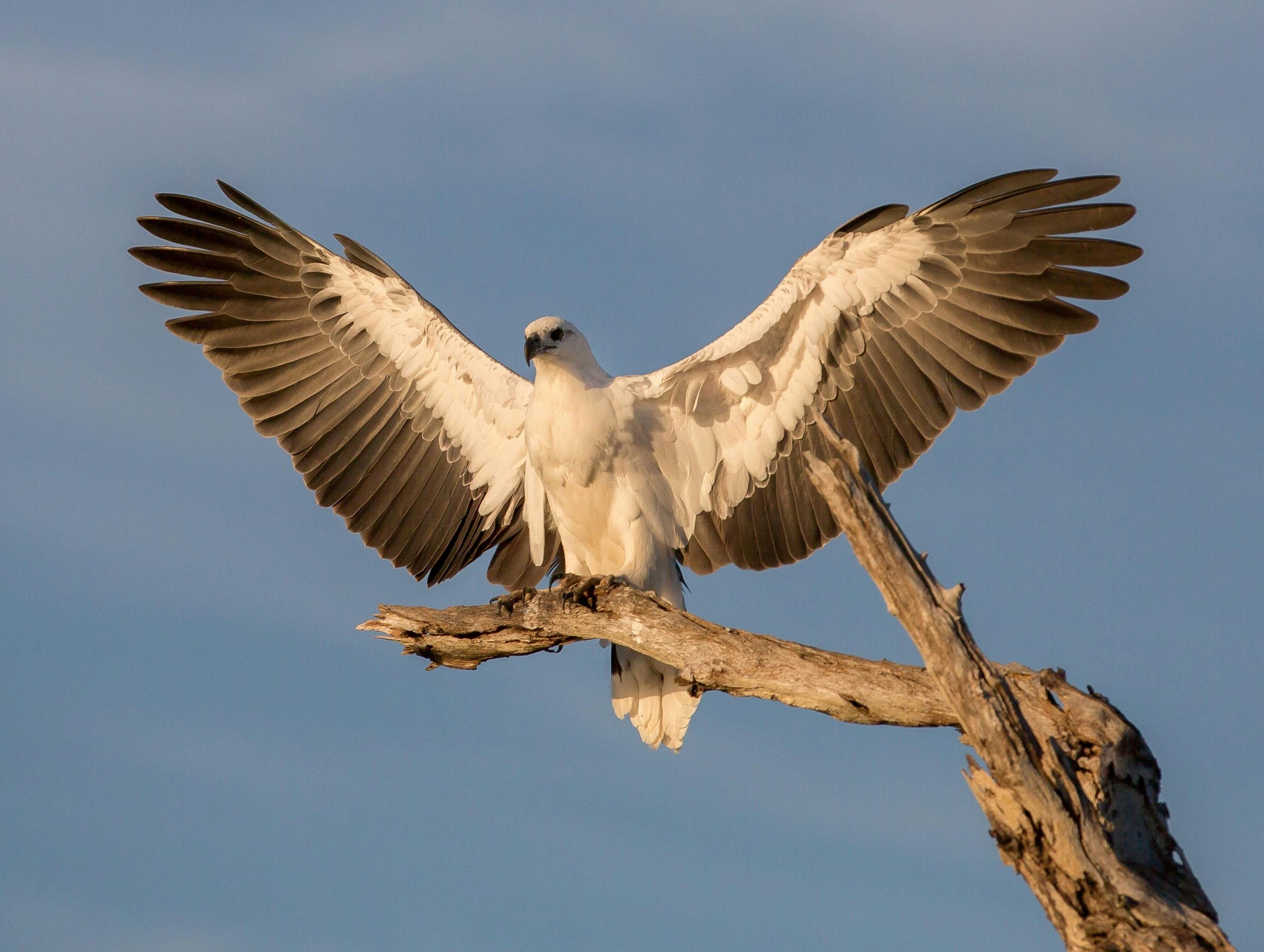 sea eagle