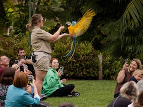 Blue and Gold Macaw flying wings stretched out to keeper above people sitting on lawn