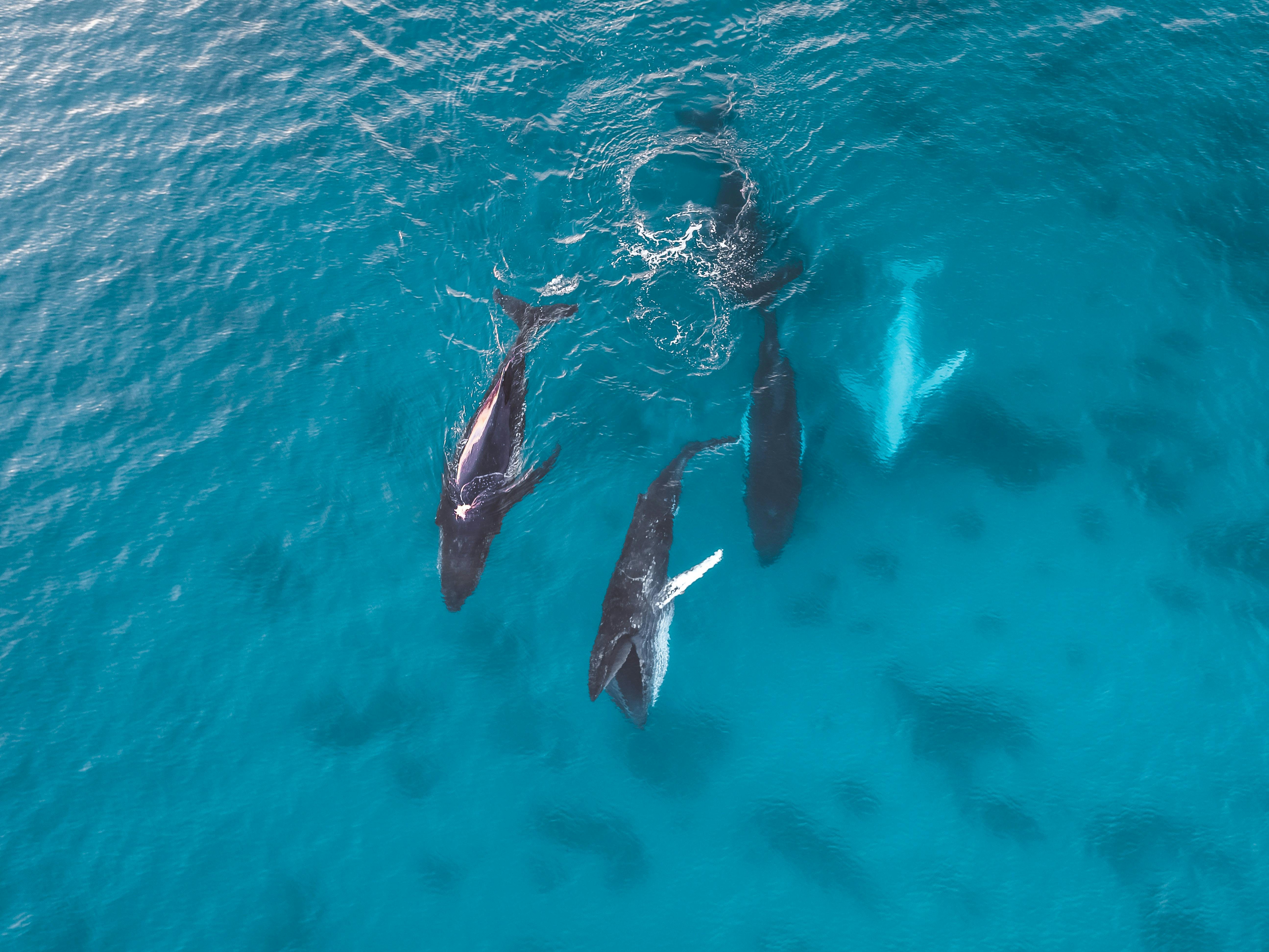Whales 4