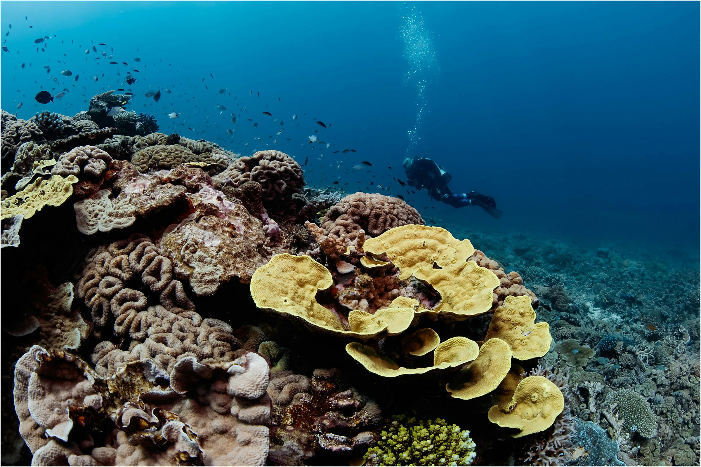 Lady Musgrave Island Dive Sites