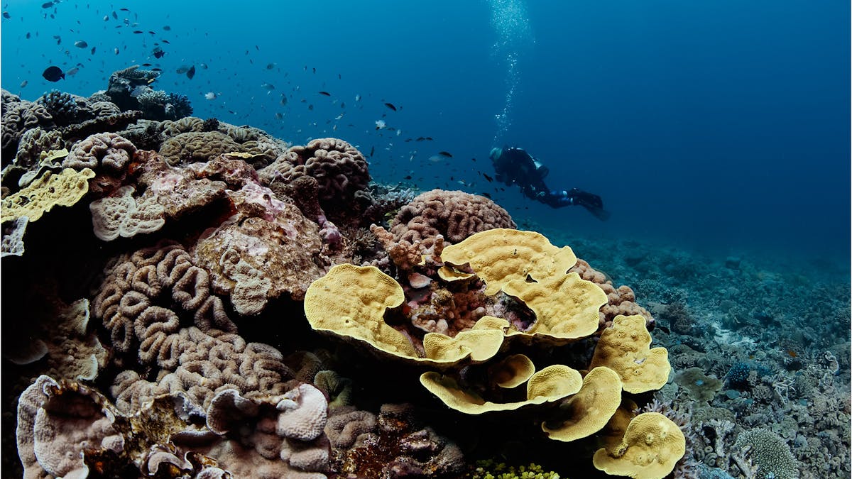 Lady Musgrave Outer Reef Dive
