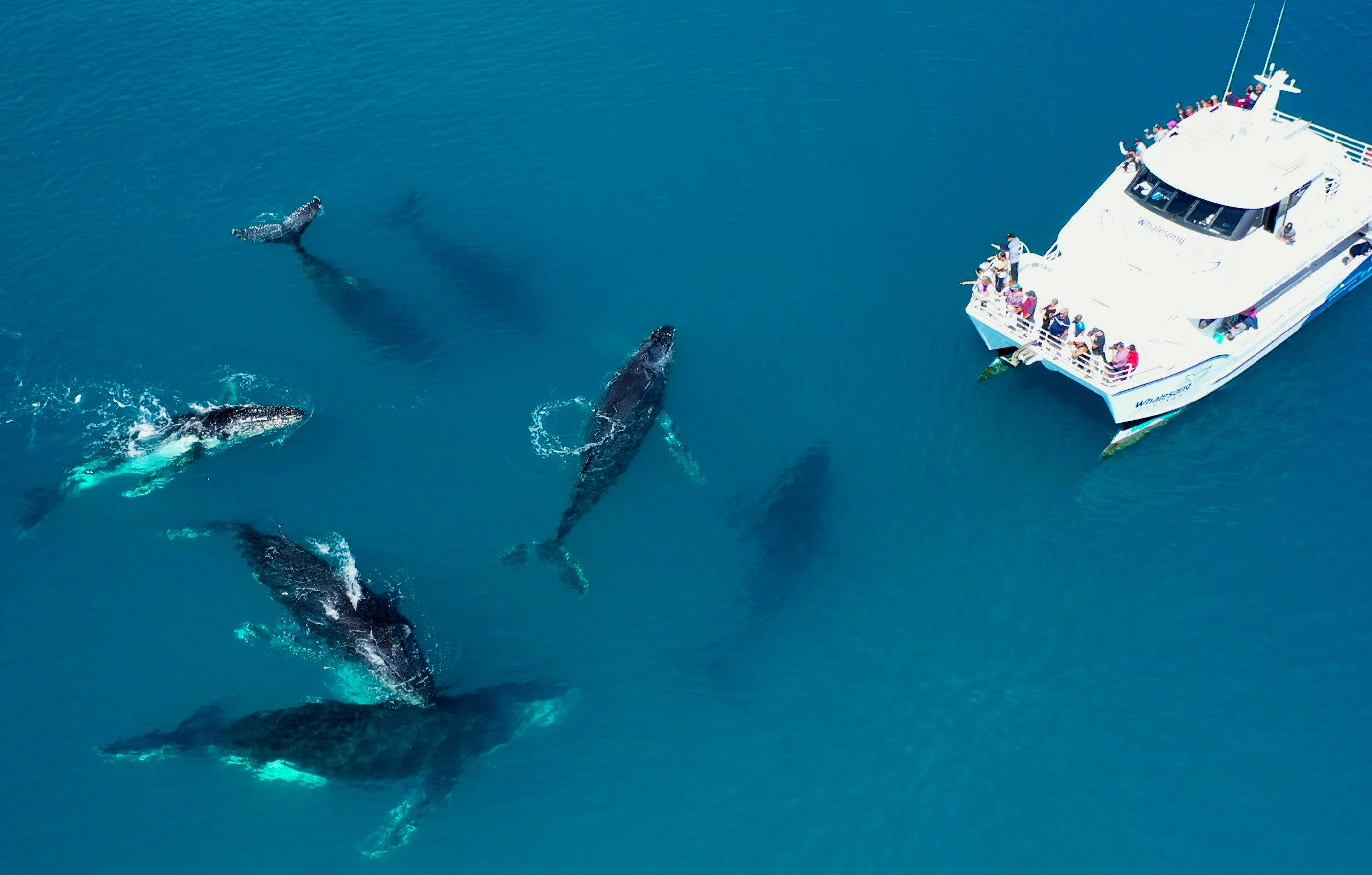whale watching tours on east coast
