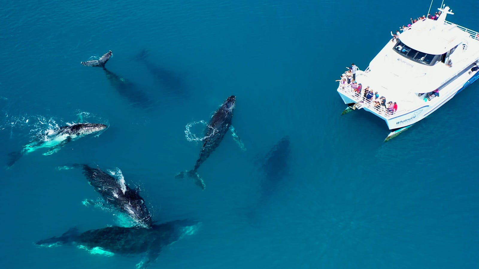 Eight humpback whales approaching Whalesong vessel ready to mug the boat