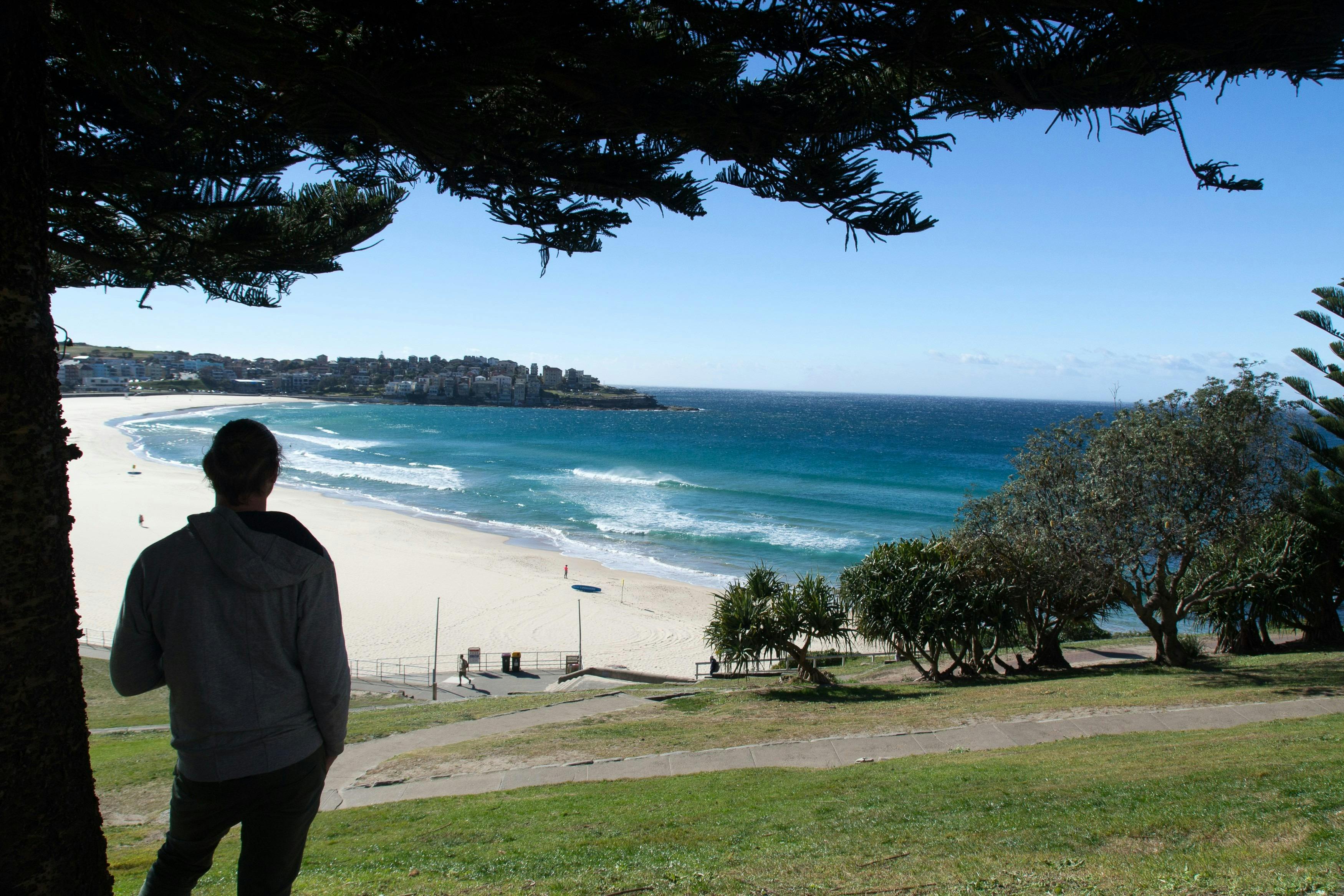 Male silhouette stands under a tree to look at Bondi Beach