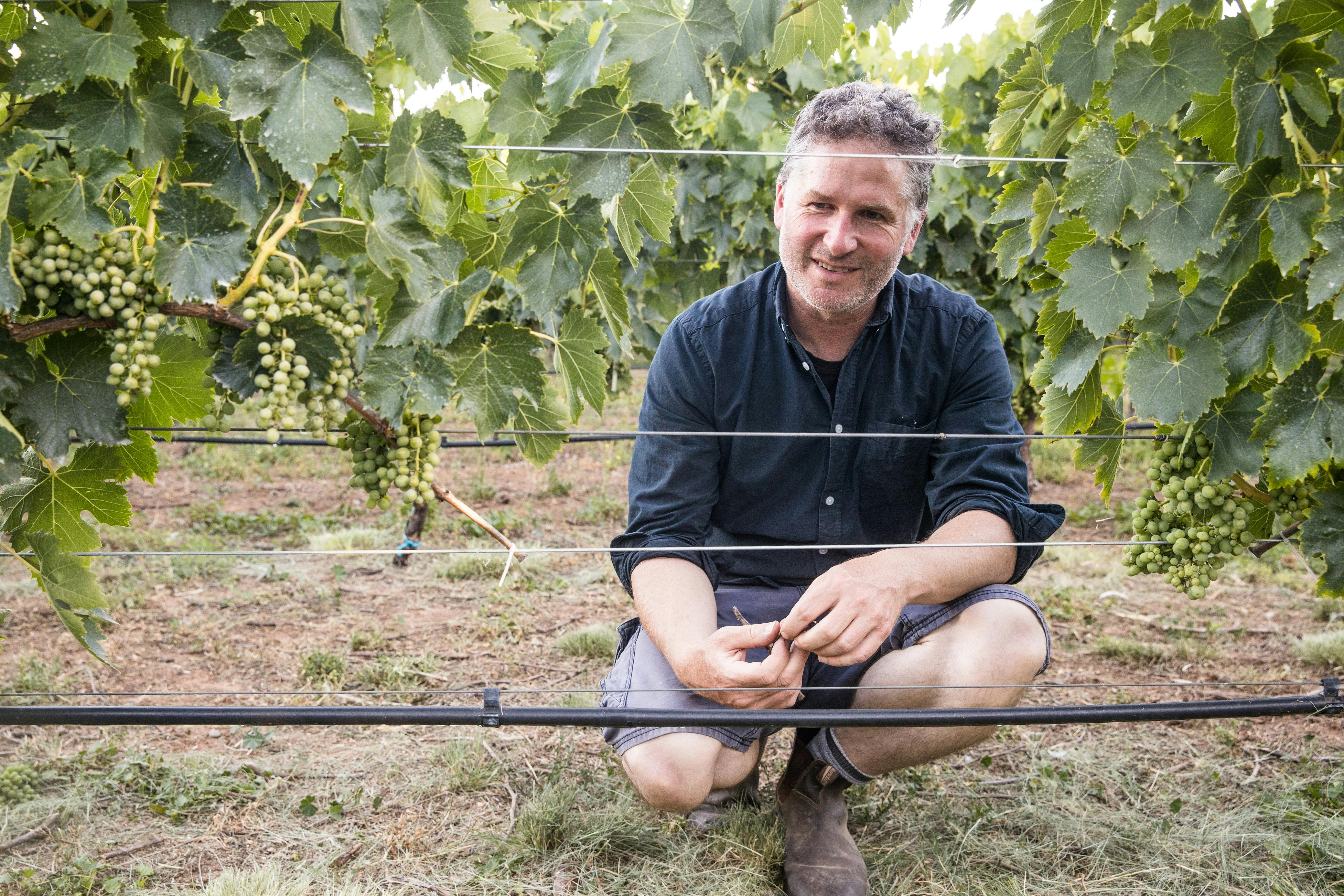 Collector Wines winemaker Alex McKay kneels in the vineyard.