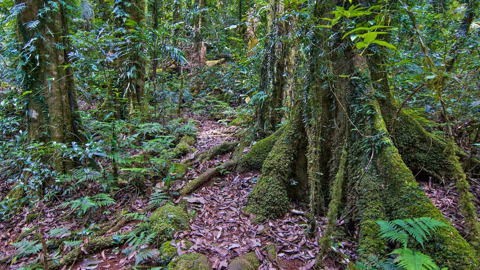 Helmholtzia Loop Walking Track