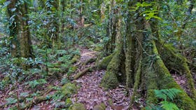 Helmholtzia Loop Walking Track