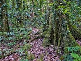 Helmholtzia Loop Walking Track