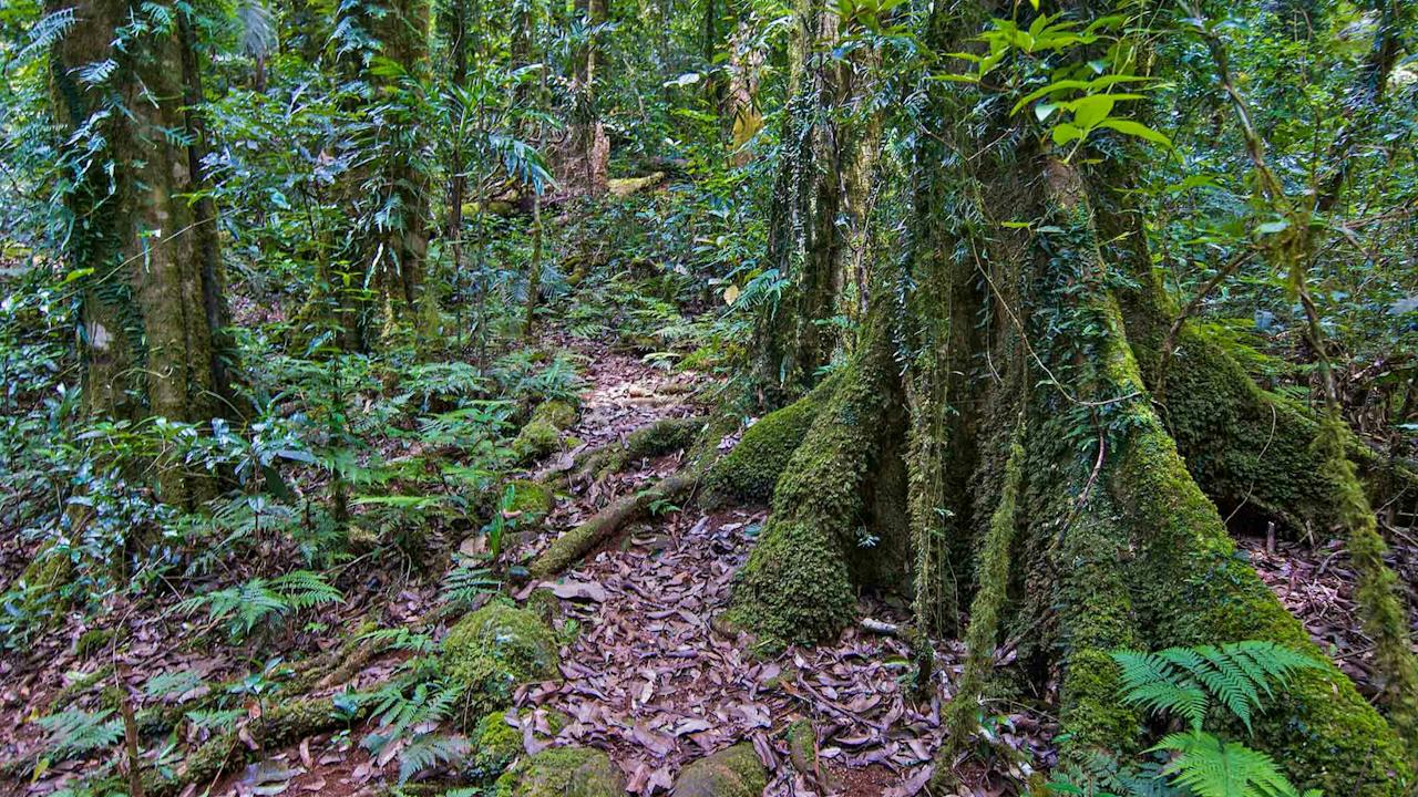 Helmholtzia Loop Walking Track