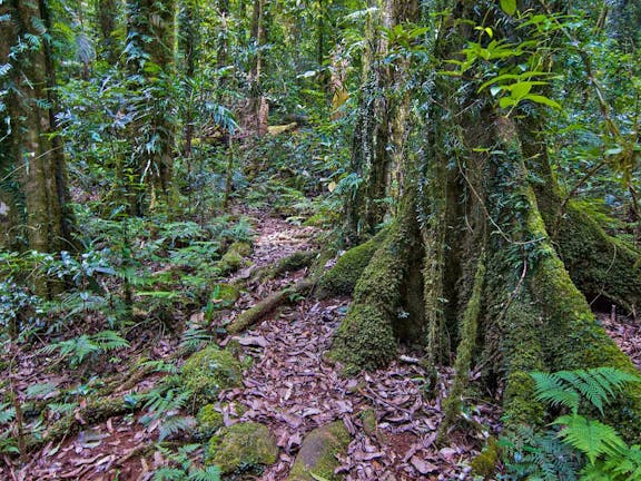 Helmholtzia Loop Walking Track