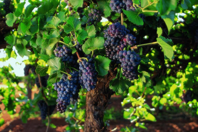 A Private Wine Tour of the Barossa Valley