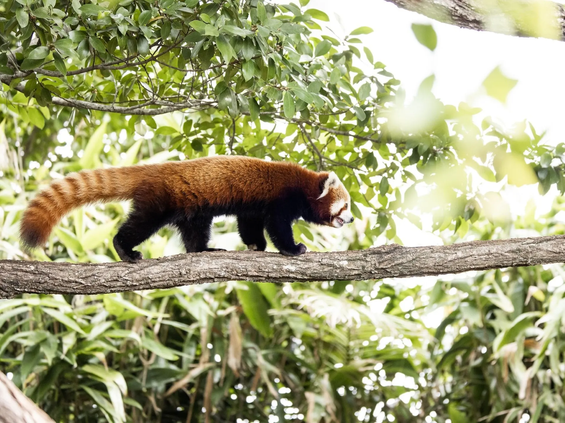 Red panda walking across branch