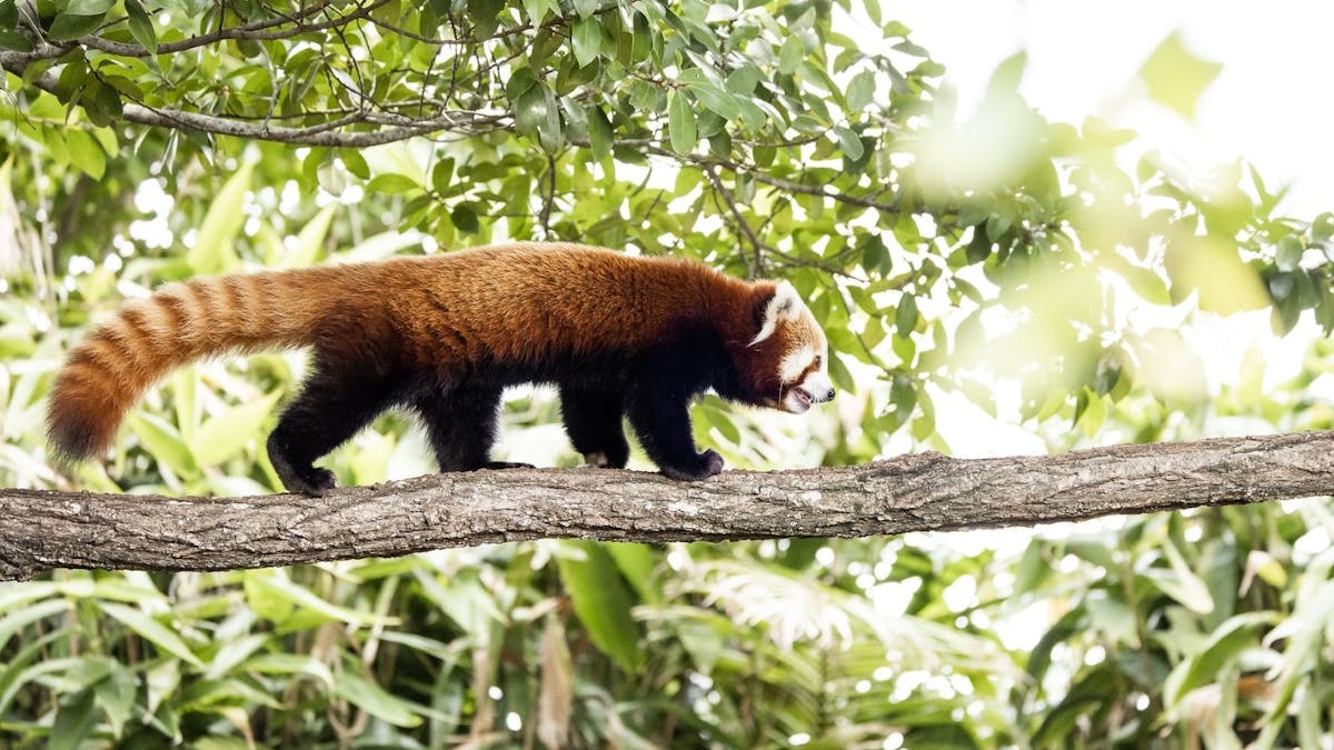 Red panda walking across branch