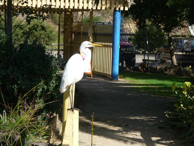 Wild egret visits most days