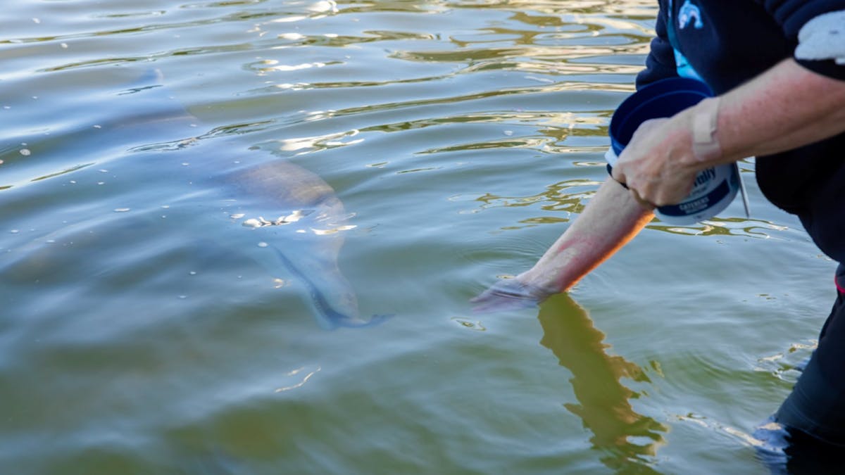 Volunteer feeding the dolphin