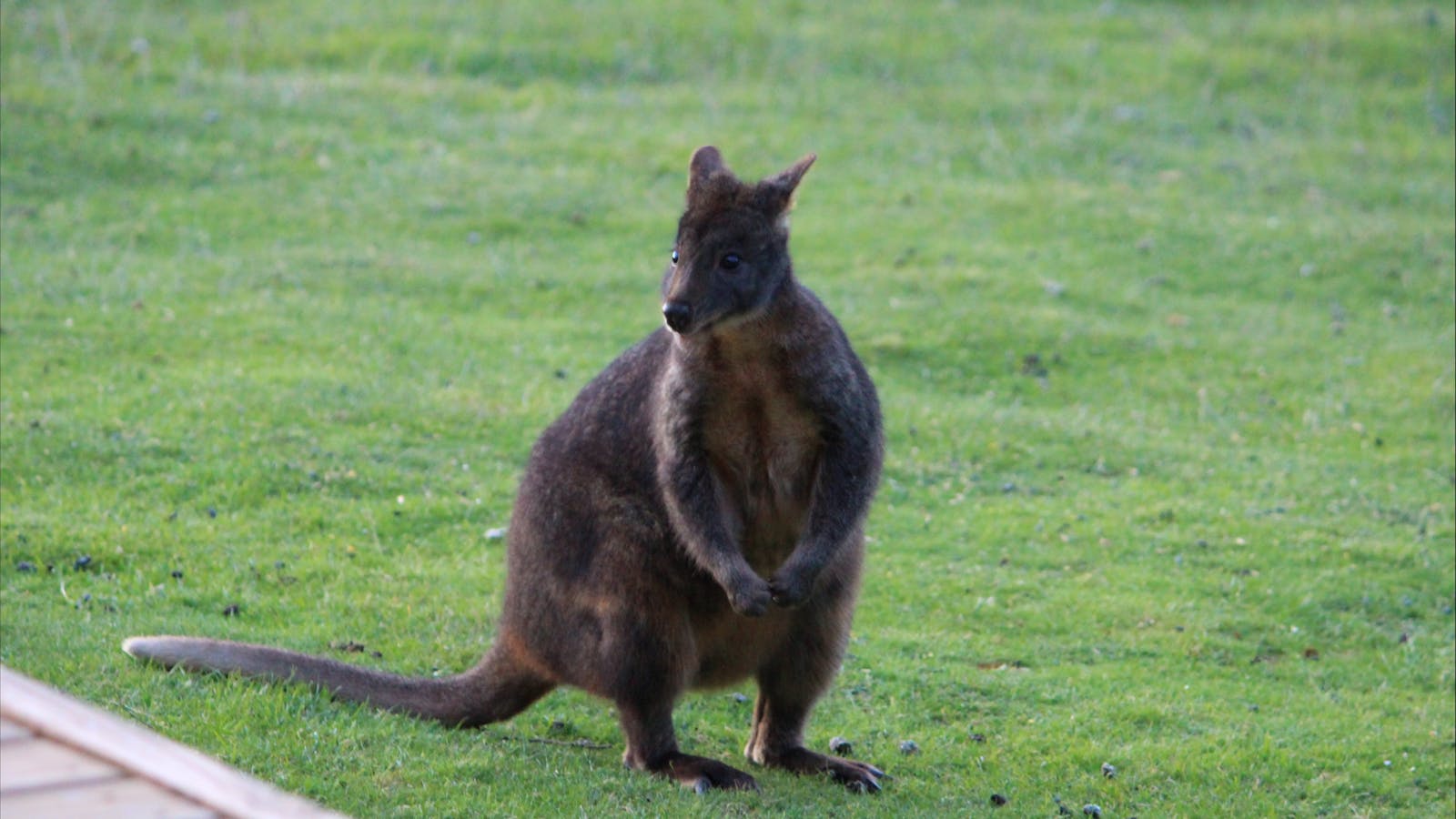 There is plenty of native wildlife around incluing Pademelons who emerge from the forest at dusk