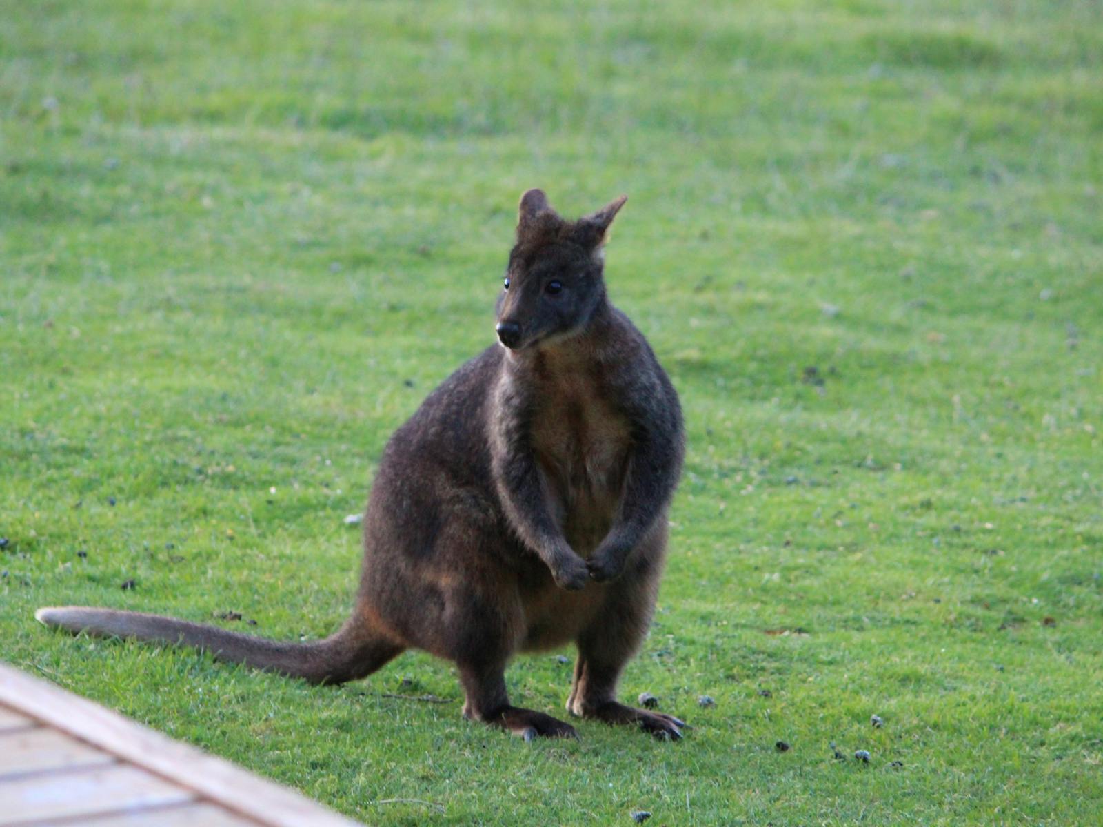 A Pademelon. An example of the native  wildlife that is around at night