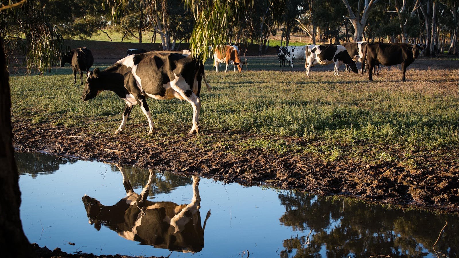 Barossa Valley Cheese Company
