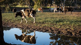 Barossa Valley Cheese Company
