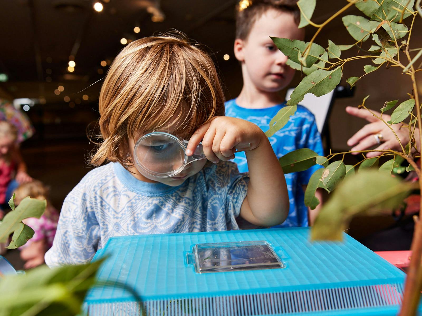 Young boy with magnifying glass looking into insect case Young boy with magnifying glass looking into insect case