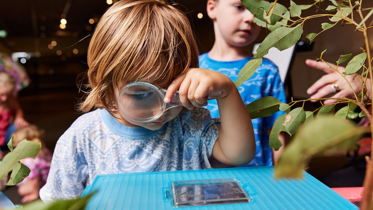 Young boy with magnifying glass looking into insect case